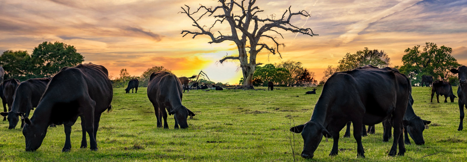 cows grazing in a field.